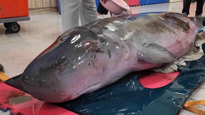 小抹香鲸妈妈体表有擦伤，体态稍微消瘦。（基隆市政府提供／陈彩玲基隆传真）