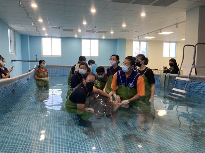 小抹香鲸妈妈昨晚在志工保定下休息后，心跳维持稳定速率。（基隆市政府提供／陈彩玲基隆传真）