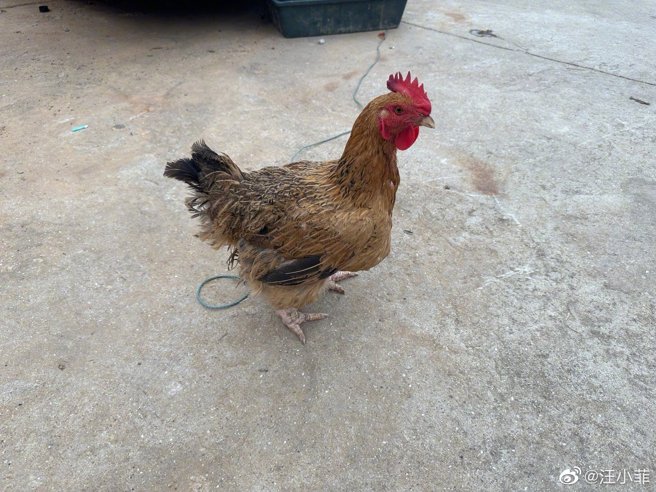 黑粉见汪小菲贴出鸡的图片，影射绯闻女友张颖颖。(图/汪小菲 微博)