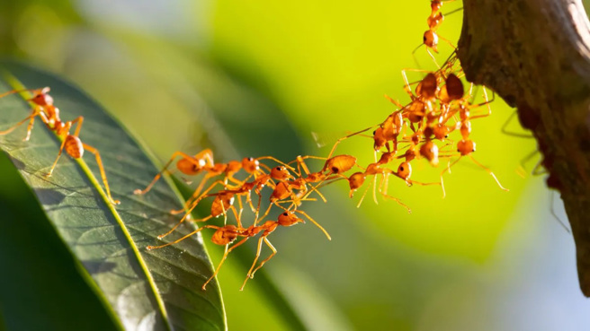 立陶宛摄影师拍摄「蚂蚁头部特写照」参加摄影比赛，恐怖照片一曝光立刻引发网友热议。(示意图/达志影像)