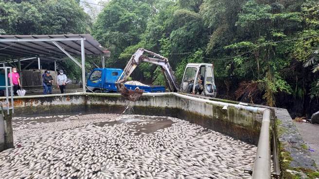宜蘭縣大同鄉一養殖魚場飼養的3萬6000尾加州鱸魚因水車停止運作、缺氧死亡，養殖業者損失上百萬。（宜蘭縣政府提供／吳佩蓉宜蘭傳真）