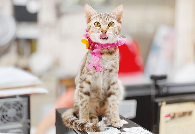 10月为国际乳癌防治月，新北市动保处提醒，民眾照顾自身健康同时，也要注意毛宝贝绝育重要性，因为犬猫常见肿瘤「乳腺瘤」好发于未绝育约6至10岁母犬、母猫，若提前绝育可减少约9成风险。（新北市动保处提供／李奇叡新北传真）