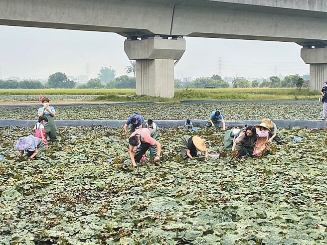 台南官田菱角节22日登场，不少民眾体验穿青蛙装下水採菱角。（台南市政府农业局提供／李俊淇台南传真）