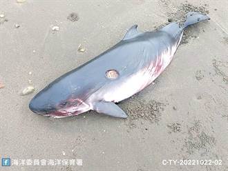 小抹香鯨擱淺桃園笨港沙灘1死1傷 成體抹香鯨穩定復健中
