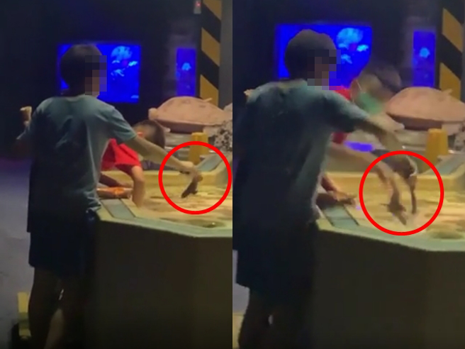 1名女网友日前在某知名海洋馆发现有3名国小男童在「触摸池」中大力抓起狗鲨，抓到空中后不但大力晃动，再丢入水中，影片曝光引发挞伐。（翻摄自Dcard）