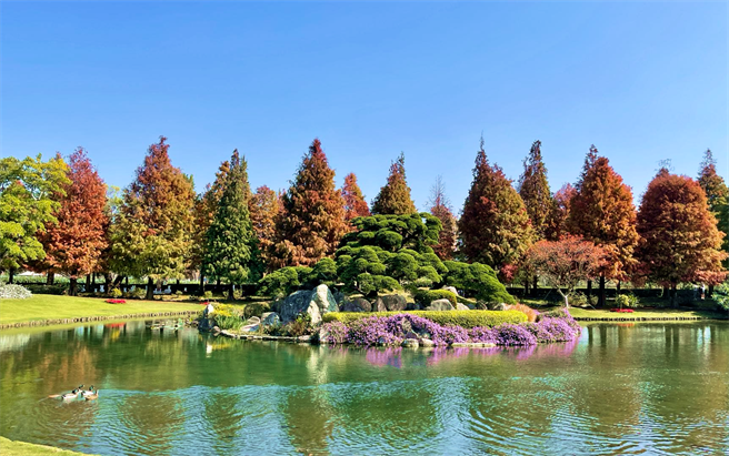 彰化永靖成美文化園是許多民眾秋冬時節必訪景點，擁有「台版兼六園」的美譽。(成美文化園提供)