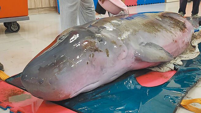 小抹香鲸母子在桃园市笨港沙滩搁浅被民眾发现，小抹香鲸妈妈获救后，经初步检视体表有擦伤、体态稍微消瘦。（基隆市政府提供／陈彩玲基隆传真）