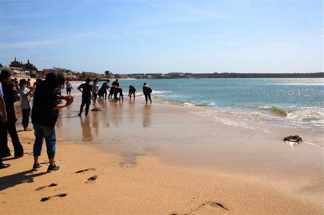 澎湖县政府农渔局在风景优美的嵵里沙滩将8只救伤海龟野放，其中有5只绿蠵龟、3只玳瑁。（张茂雄摄）