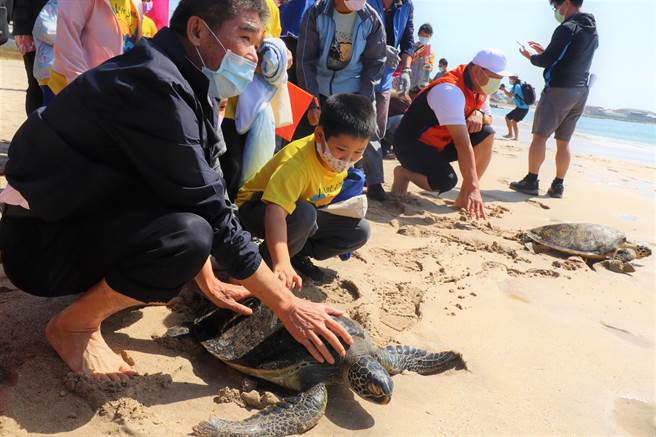 这8只海龟均因搁浅受伤，被民眾、岸巡人员发现后通报农渔局，再经由水产试验所澎湖海洋生物研究中心照料与评估，认为目前已经回復健康可以回归大海。（张茂雄摄）