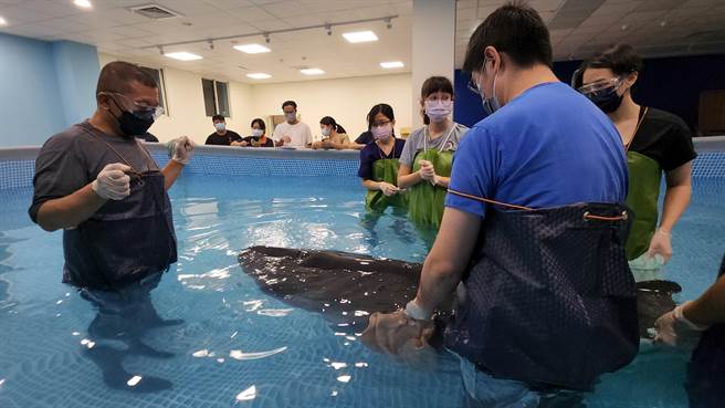 基隆鲸豚復健站表示，日前发现搁浅的小抹香鲸妈妈逐渐恢復健康，也开始恢復进食。（基隆市政府提供／张志康基隆传真）