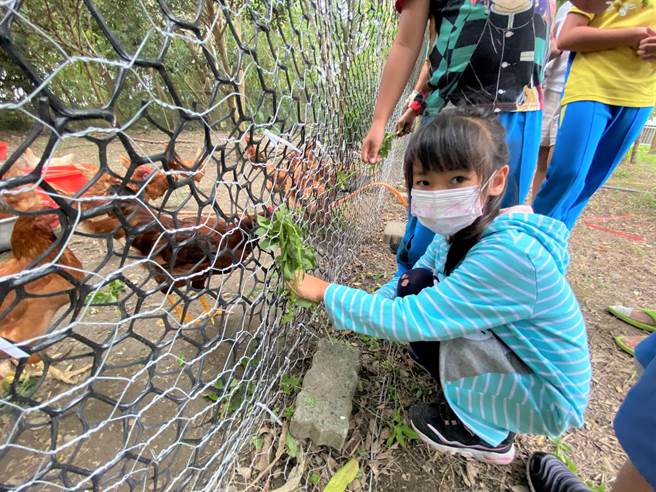 水保局台东分局携手电光国小师生办理食农体验「蛋蛋的农村生活日记簿」，师生在校园中养鸡，学生说，会好好照顾这些鸡。（蔡旻妤摄）