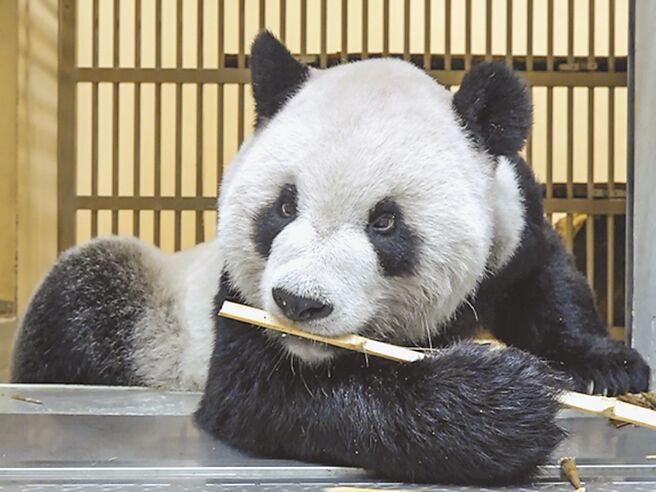 图为团团22日检查完后返回大猫熊馆吃饭、休息。（台北市立动物园提供／游念育台北传真）