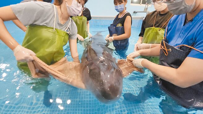 和小抹香鲸幼豚一起在沙滩搁浅的小抹香鲸母豚，经1天治疗后，换气及心跳已渐渐稳定，身体状况良好无明显病徵。（基隆市政府提供／陈彩玲基隆传真）