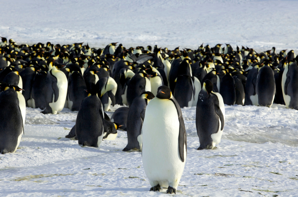 生物多样性中心（Center for Biological Diversity）这个保育团体于2011年提交一份请愿书，要求将皇帝企鹅纳入濒临灭绝物种保护法（Endangered Species Act）保护名单。图/路透社(photo:ChinaTimes)