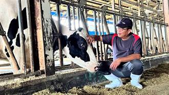 林鳳營輔導台南二代酪農導入科技 牛隻產乳量大幅提升30％