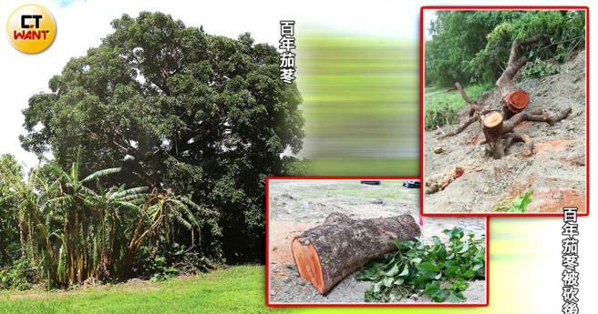 8大森林乐园过去就曾盗卖百年茄苳树，还将多处枝干砍下，如今老树被重植原处，却已不如过往蓊郁。（图／县议员候选人萧禾秦提供）