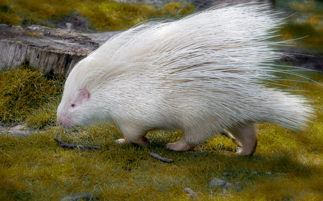 加拿大一名網友近日開車時，瞥見樹叢裡冒出一塊白色石頭，靠近一看才知是白化豪豬。(示意圖/達志影像)