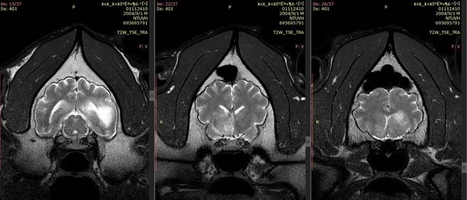 团团MRI结果出炉。（台北市立动物园提供／游念育台北传真）