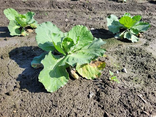 受豪大雨影響，秀林鄉、新城鄉大芥菜、玉米等作物幼苗流失、缺株、發芽率不佳及腐爛等情況。（花蓮縣府提供）