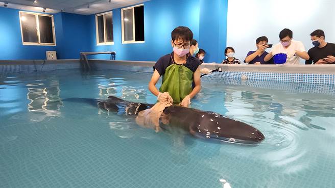 日前在桃园搁浅获救的小抹香鲸，伤势已逐渐復元，救援团队正规画野放时程。（基隆市政府提供／张志康基隆传真）
