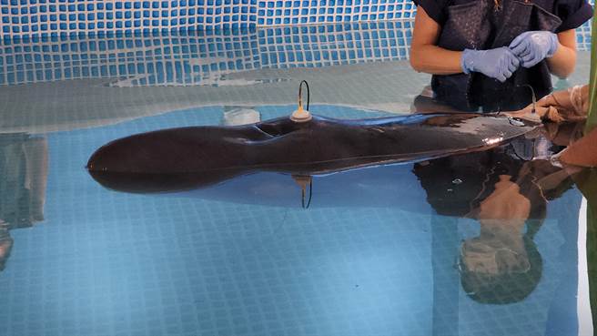 日前在桃园搁浅获救的小抹香鲸，伤势已逐渐復元，救援团队正规画野放时程。（基隆市政府提供／张志康基隆传真）