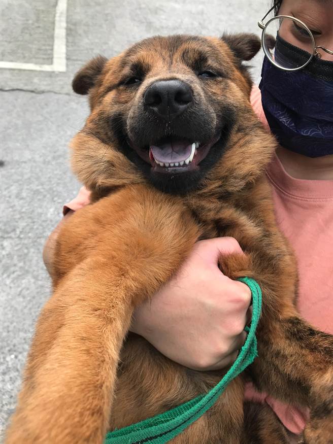 北市动保处今起推出「浪爱有保庇」活动，去年及今年到动物之家认养犬猫，但未参加动保处专案保险，并自费为毛孩投保宠物险的饲主，可于12月15日前上网登记，申请1500元的礼券。（动保处提供／张芷瑜台北传真）