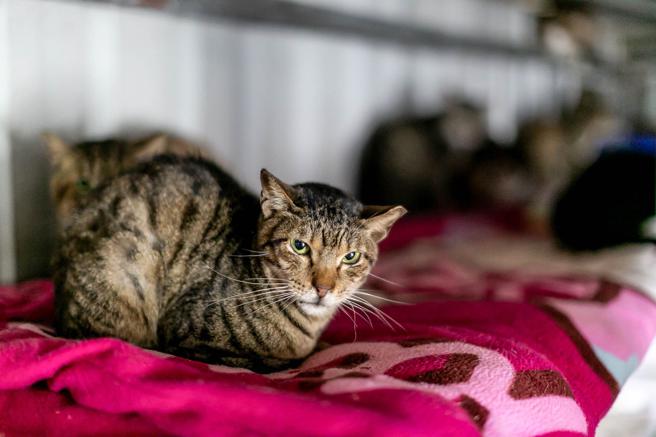 合隆羽藏举行爱心被毯捐赠活动，让毛孩们好过冬。（合隆羽藏提供）