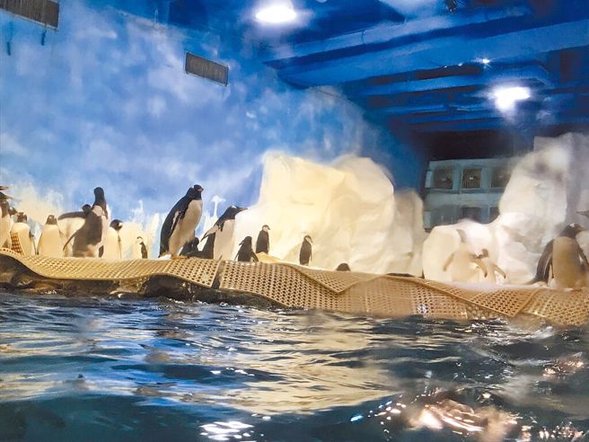 屏东海生馆标售企鹅明开标急喊卡 预计延后1周以上（谢佳潾摄）