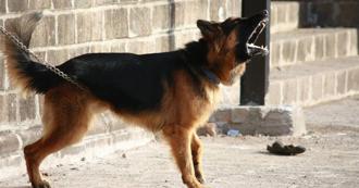 民宅外警告「內有惡犬」  50歲送貨員慘遭咬死  警當場射殺2狗