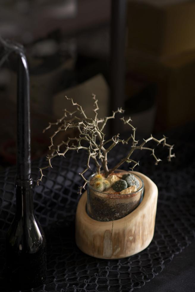 有肉推荐万圣节应景多肉弯弯曲曲。（有肉 SUCCULAND提供）