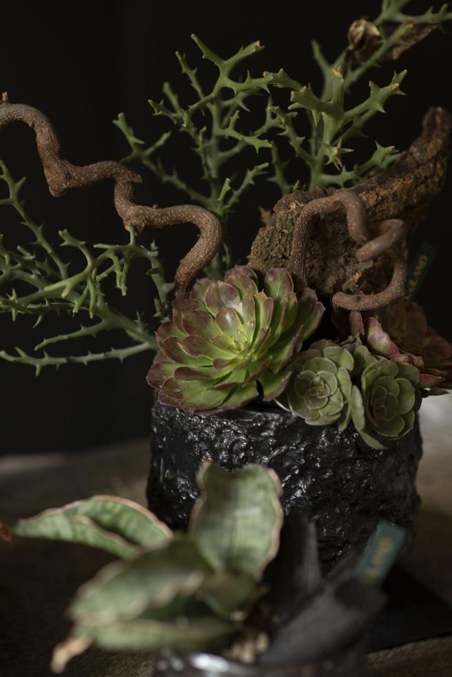 有肉推荐万圣节应景多肉「法师」。（有肉 SUCCULAND提供）