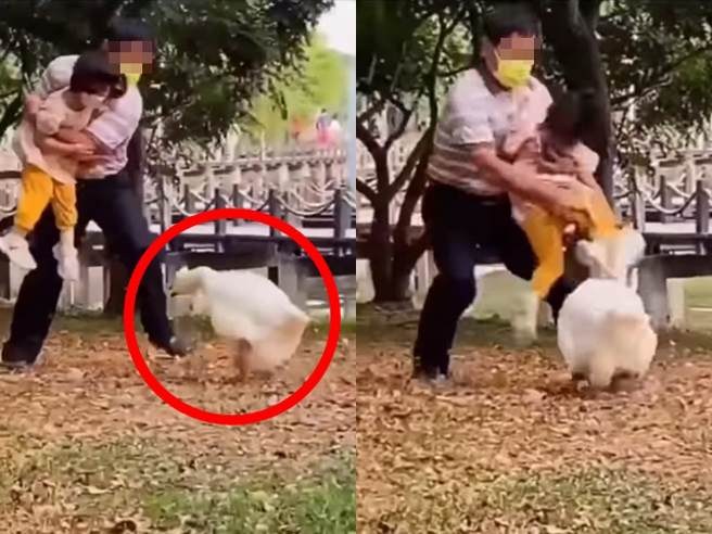 一只白鹅突衝向一对祖孙准备用嘴攻击，该爷爷马上抱起孙女，拿孙女的脚当作「甩棍」一挥击中白鹅，马上把牠击退，白鹅被打到张开双翅、调头大叫。（翻摄自脸书「爆废公社二馆」）