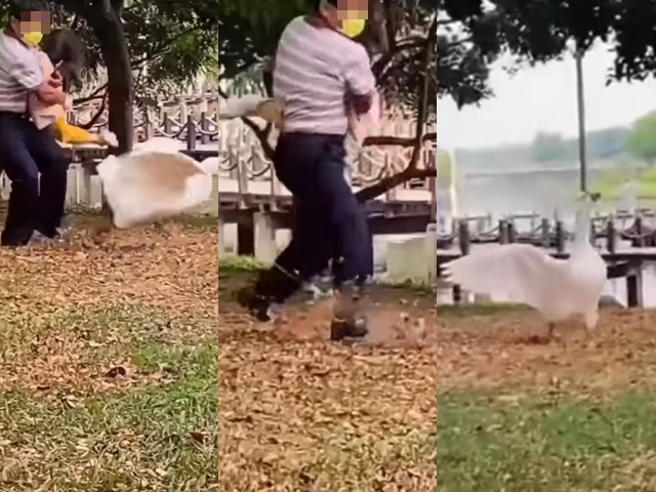 一只白鹅突衝向一对祖孙准备用嘴攻击，该爷爷马上抱起孙女，拿孙女的脚当作「甩棍」一挥击中白鹅，马上把牠击退，白鹅被打到张开双翅、调头大叫。（翻摄自脸书「爆废公社二馆」）