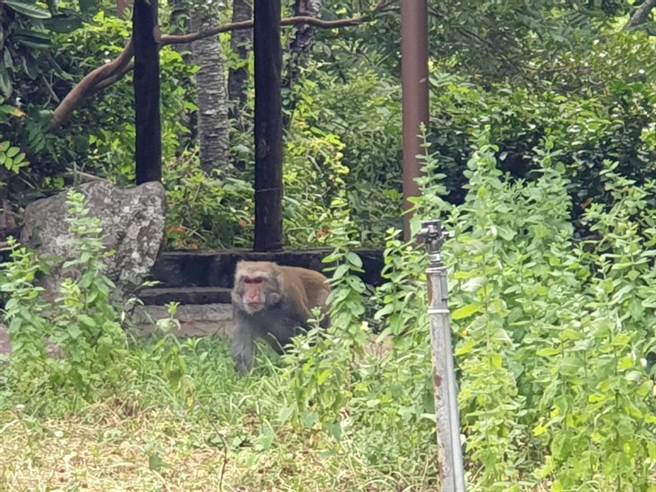 武陵地區經常有獼猴出沒，遊客切記勿餵食，照片非本起攻擊事件獼猴。（武陵農場提供）
