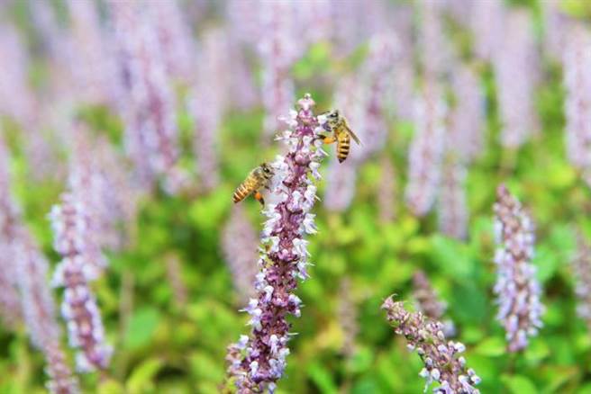 每年11月正是仙草花盛開的季節。（苗栗縣政府提供／謝明俊苗栗傳真）