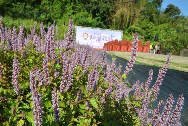 每年11月正是仙草花盛開的季節。（苗栗縣政府提供／謝明俊苗栗傳真）