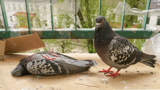 英国出现染病的「殭尸鸽子」，头部诡异扭转，而且无法站立与飞行。(示意图/达志影像)