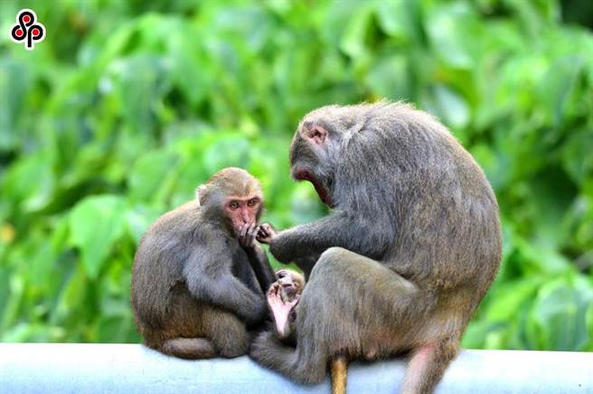 近來傳出不少台灣獼猴與民眾發生衝突事件。（報系資料照）