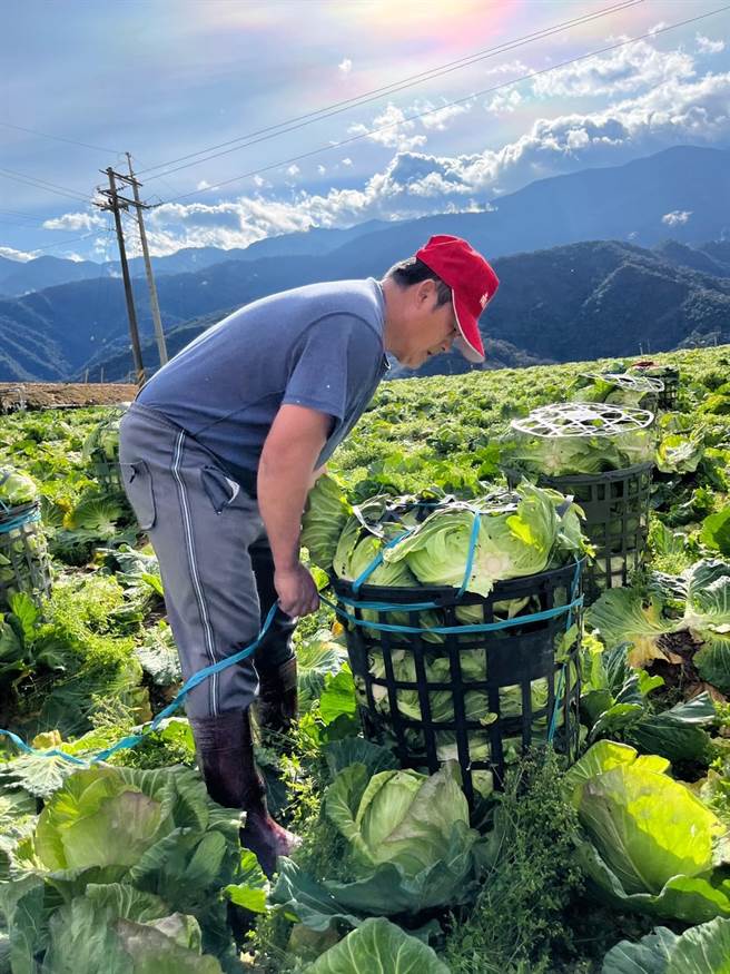 宜兰县大同乡四季南山地区是台湾高冷蔬菜重要产地，亦是全乡重要的经济来源。（三星地区农会提供／吴佩蓉宜兰传真）