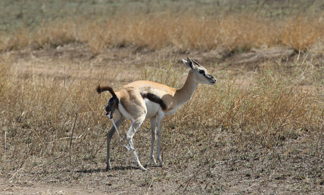 一隻黑斑羚正趴坐在地上準備分娩，卻不幸被非洲野狗和鬣狗發現，最終母子都成為掠食者的大餐。(示意圖/達志影像)