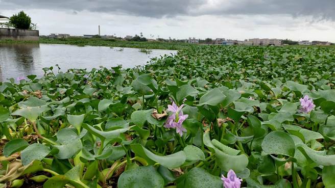 看似美丽的布袋莲，覆盖整个水域，却容易造成其他生物大量死亡，管理上非常棘手。（苏澳镇公所提供／吴佩蓉宜兰传真）
