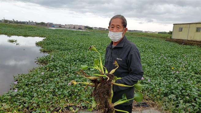 宜兰县苏澳镇1名71岁罗姓农民耕作的近3甲农地，遭布袋莲入侵，一眼望去大半面积几乎被布袋莲覆盖，罗农担心再不处理会无法种稻。（苏澳镇公所提供／吴佩蓉宜兰传真）