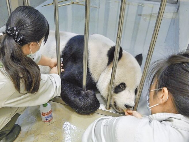 大猫熊「团团」第二次MRI检查发现病灶持续扩大，台北市动物园决定改採舒缓照护方式照养（见图）。（台北市立动物园提供）