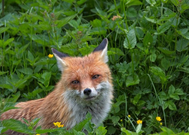 日本网友到动物园看到一只露出厌世表情的狐狸宝宝，可爱的模样让大家都笑翻了。(示意图/达志影像)