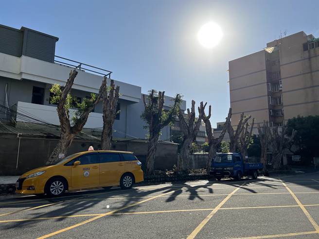 桃园旧司法园区对面一整排9棵老树，原茂密绿意，近日全遭「剃光头」引民怨。（蔡依珍摄）