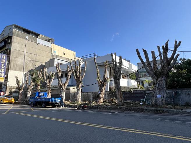 桃园旧司法园区对面一整排9棵老树，原茂密绿意，近日全遭「剃光头」引民怨。（蔡依珍摄）
