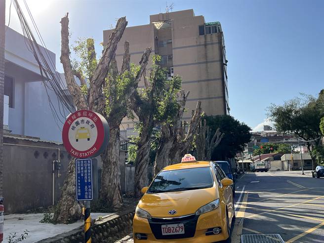 桃园旧司法园区对面一整排9棵老树，原茂密绿意，近日全遭「剃光头」引民怨。（蔡依珍摄）