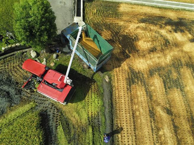 外埔绿能园区沼渣变身肥料，今年第一期稻作日前陆续收成。（台中市政府提供）