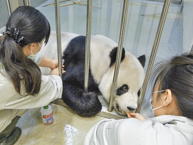大猫熊「团团」第二次MRI检查发现病灶持续扩大，台北市动物园决定改採舒缓照护方式照养（见图）。（台北市立动物园提供）