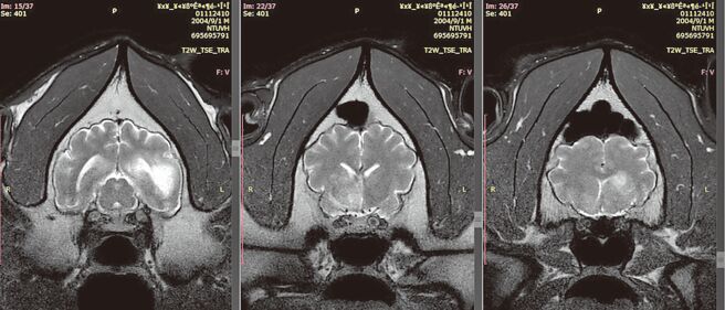 大猫熊「团团」第二次MRI检查发现病灶持续扩大（见图），台北市动物园决定改採舒缓照护方式照养。（台北市立动物园提供）